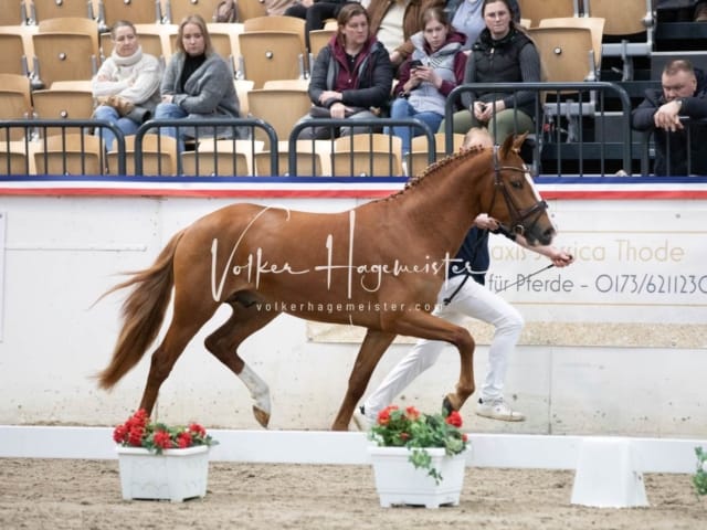 Hengste und Impressionen PSB Körung 18