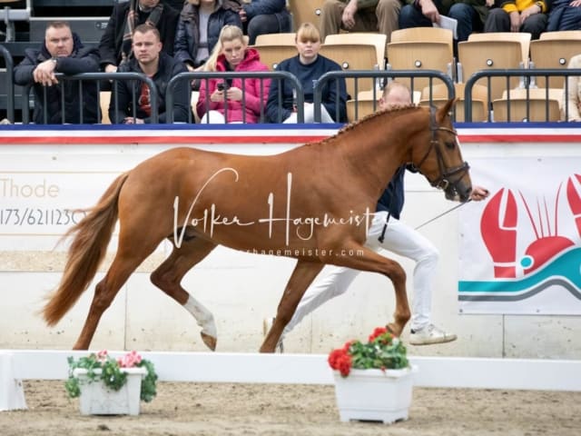 Hengste und Impressionen PSB Körung 19