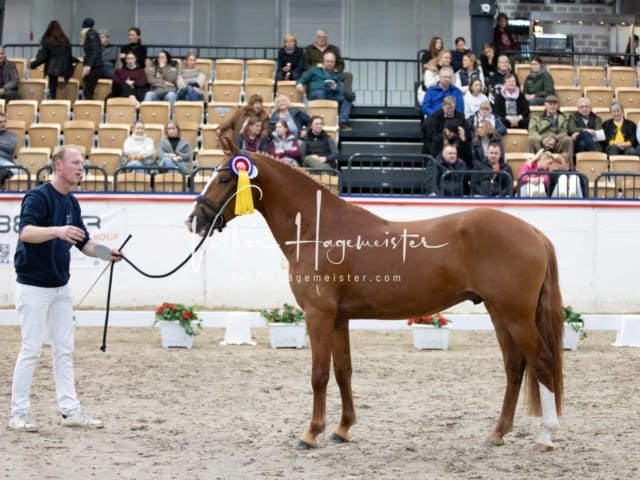 Hengste und Impressionen PSB Körung 21