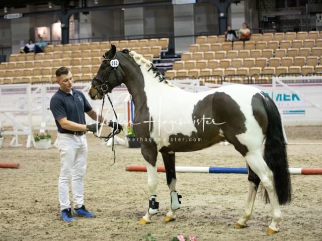 Hengste und Impressionen PSB Körung 24