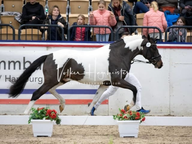 Hengste und Impressionen PSB Körung 28