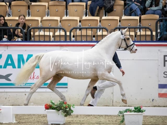 Impressionen Reitponys PSB Körung 18