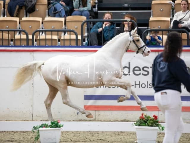 Impressionen Reitponys PSB Körung 19