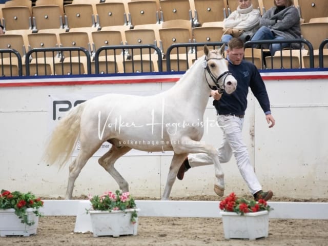 Impressionen Reitponys PSB Körung 20