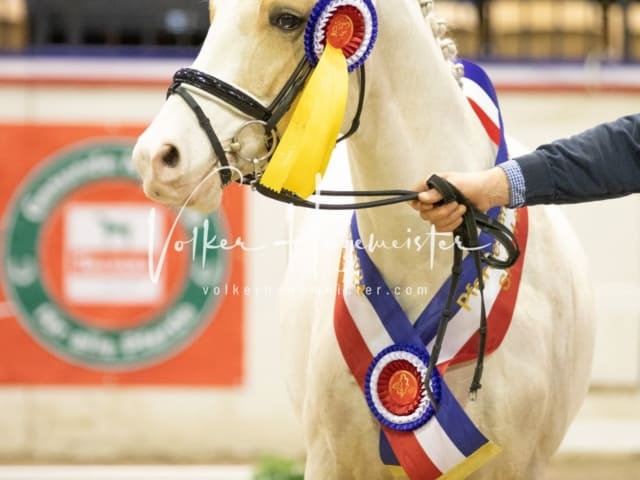 Impressionen Reitponys PSB Körung 21