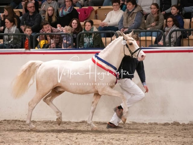 Impressionen Reitponys PSB Körung 22