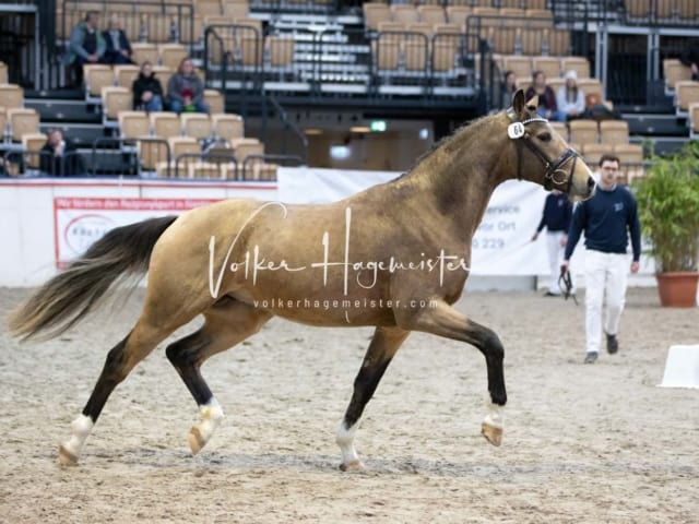 Hengste und Impressionen PSB Körung 14