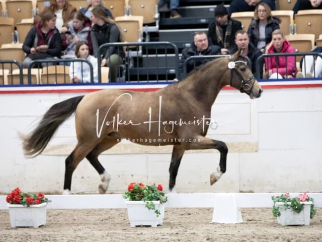 Hengste und Impressionen PSB Körung 15