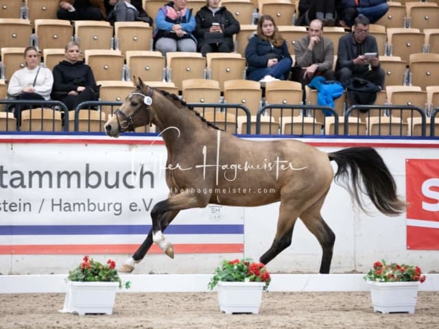 Hengste und Impressionen PSB Körung 16