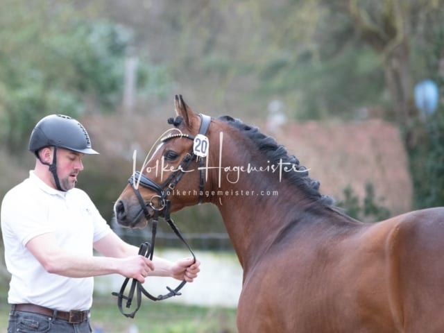 ZfdP Kranichstein Spezialrassen + Reitponys 2