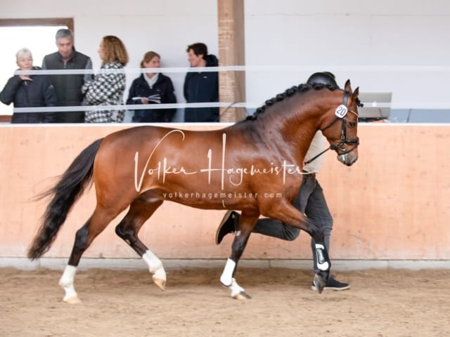 ZfdP Kranichstein Spezialrassen + Reitponys 3