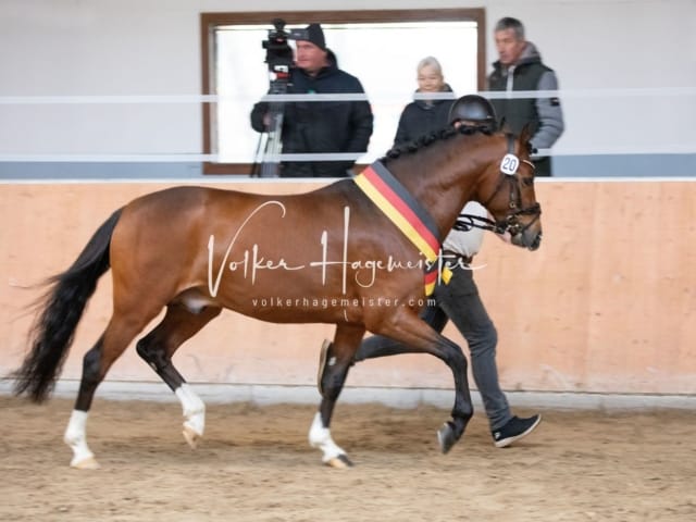 ZfdP Kranichstein Spezialrassen + Reitponys 5