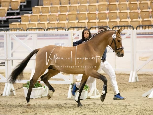 Impressionen Reitponys PSB Körung 23