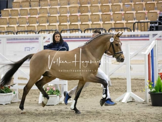 Impressionen Reitponys PSB Körung 24