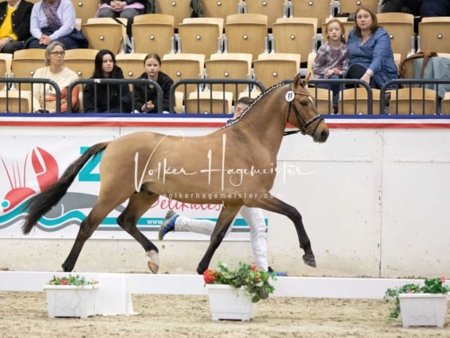 Impressionen Reitponys PSB Körung 25