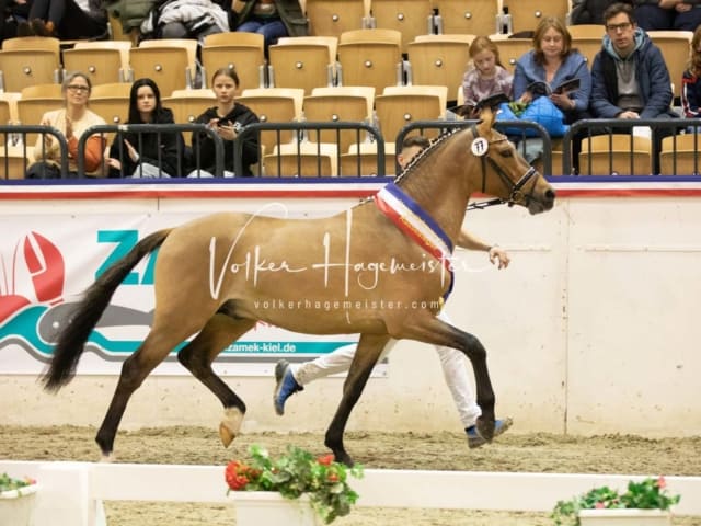 Impressionen Reitponys PSB Körung 26