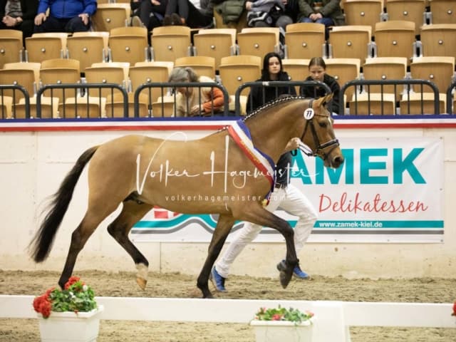 Impressionen Reitponys PSB Körung 27