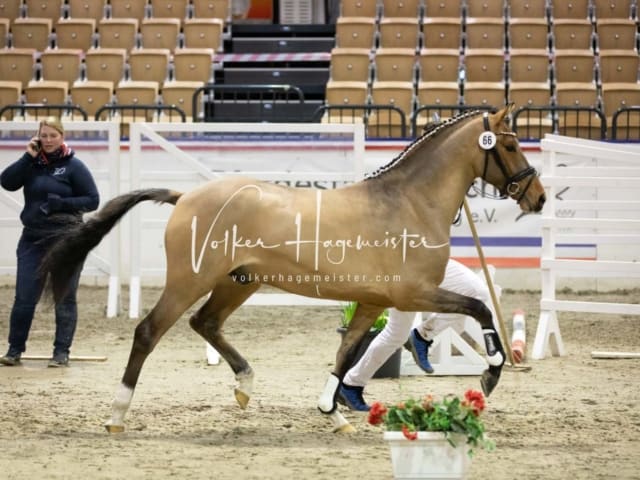 Impressionen Reitponys PSB Körung 1