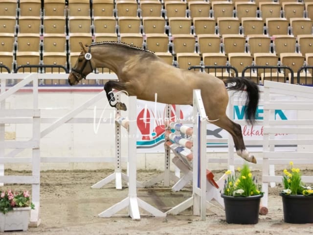 Impressionen Reitponys PSB Körung 2