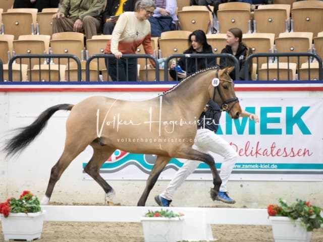 Impressionen Reitponys PSB Körung 3