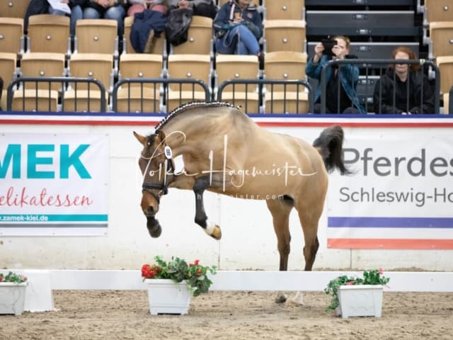 Impressionen Reitponys PSB Körung 4