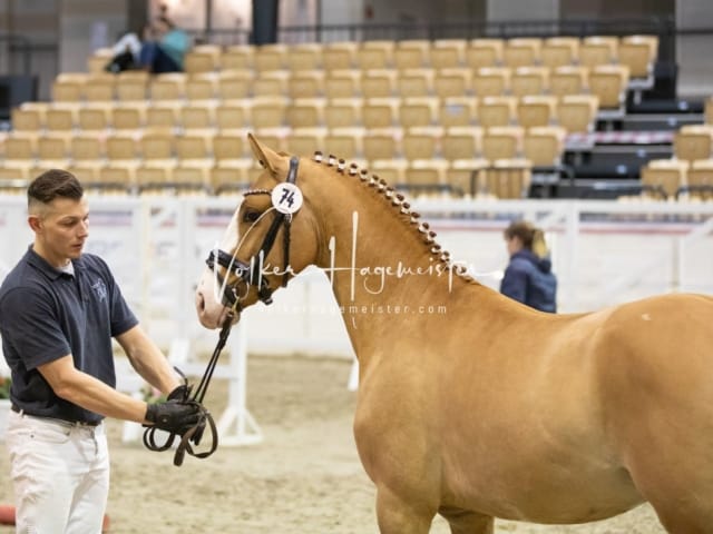 Impressionen Reitponys PSB Körung 6