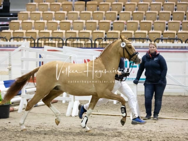 Impressionen Reitponys PSB Körung 7