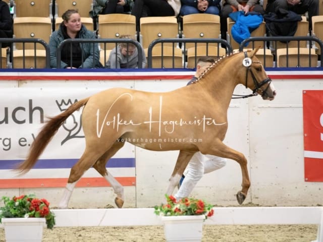 Impressionen Reitponys PSB Körung 8