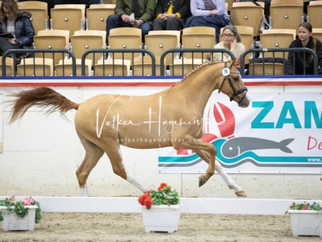 Impressionen Reitponys PSB Körung 9