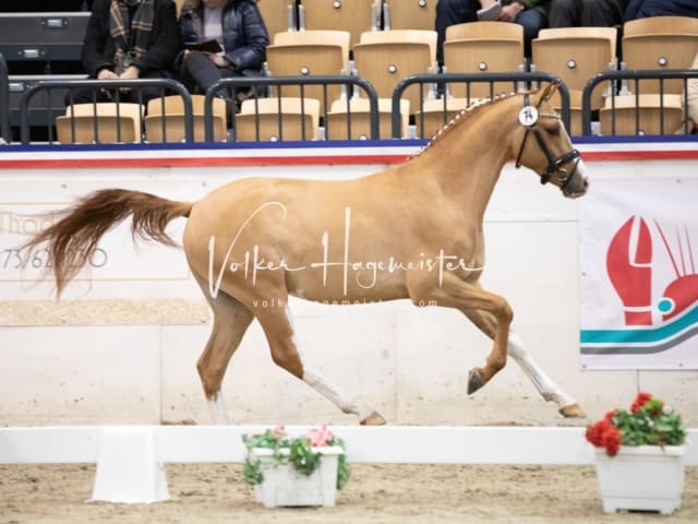 Impressionen Reitponys PSB Körung 10