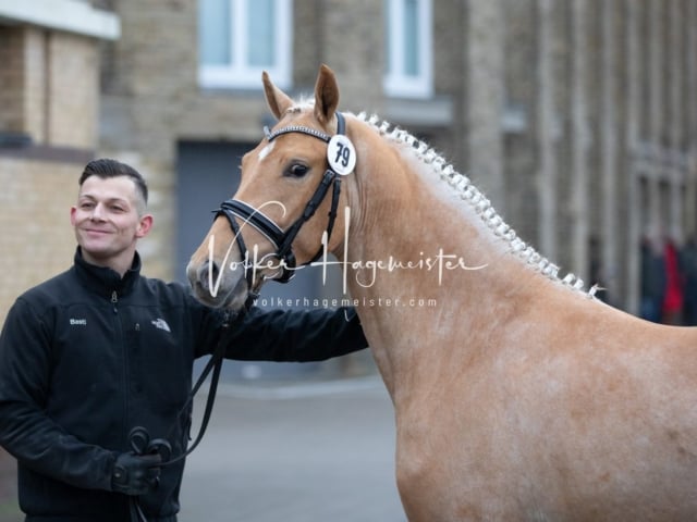 Impressionen Reitponys PSB Körung 19