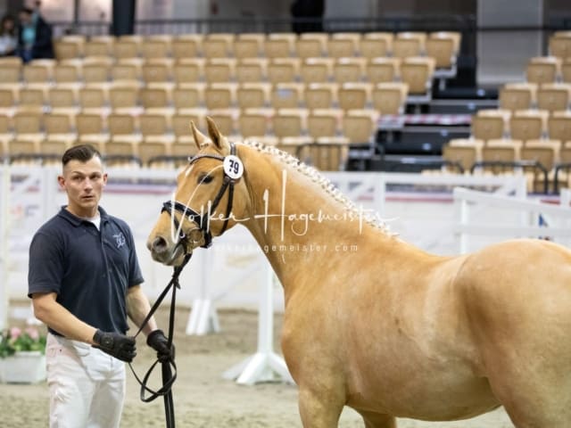 Impressionen Reitponys PSB Körung 20