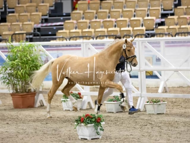 Impressionen Reitponys PSB Körung 21