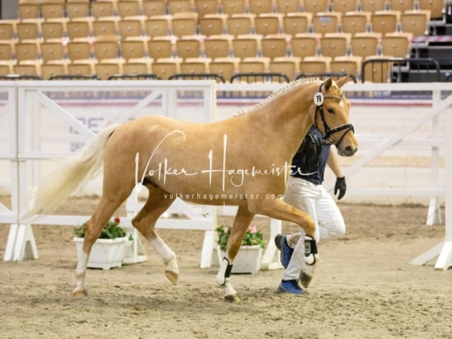 Impressionen Reitponys PSB Körung 22