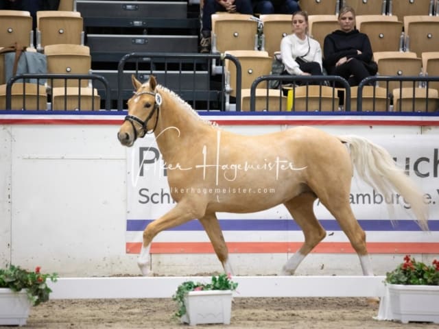 Impressionen Reitponys PSB Körung 23