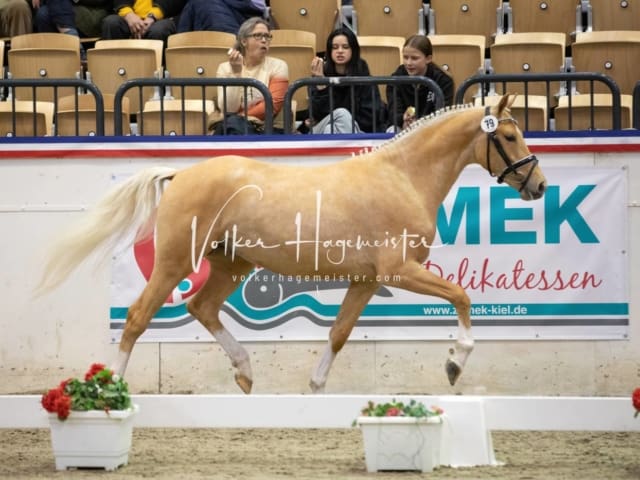 Impressionen Reitponys PSB Körung 24