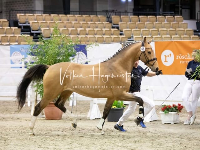 Impressionen Reitponys PSB Körung 13