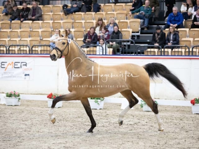 Impressionen Reitponys PSB Körung 15