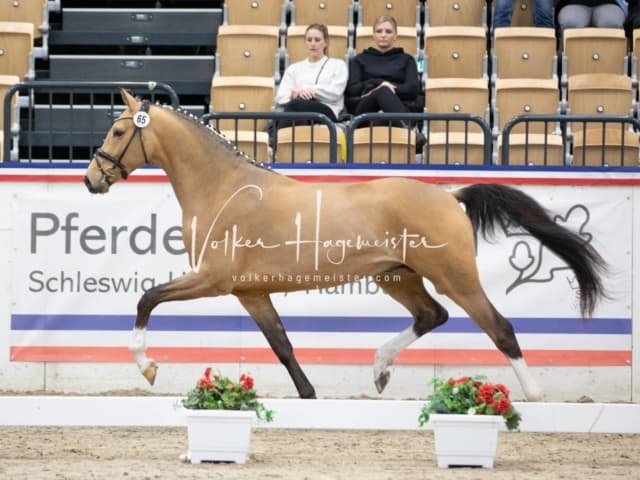 Impressionen Reitponys PSB Körung 16