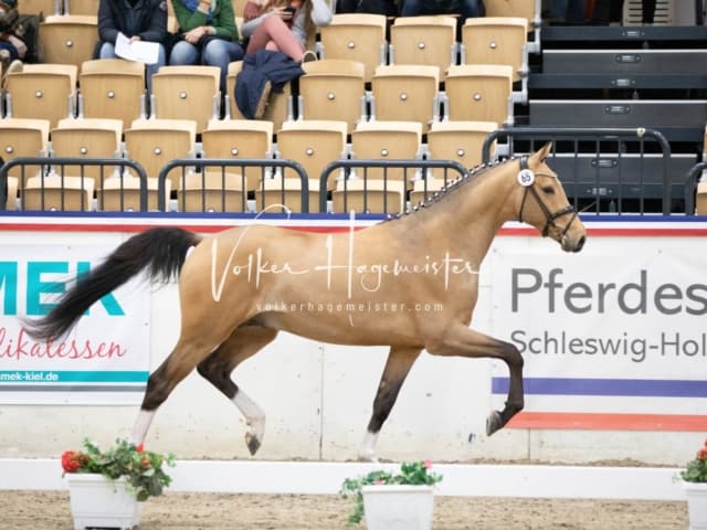 Impressionen Reitponys PSB Körung 17