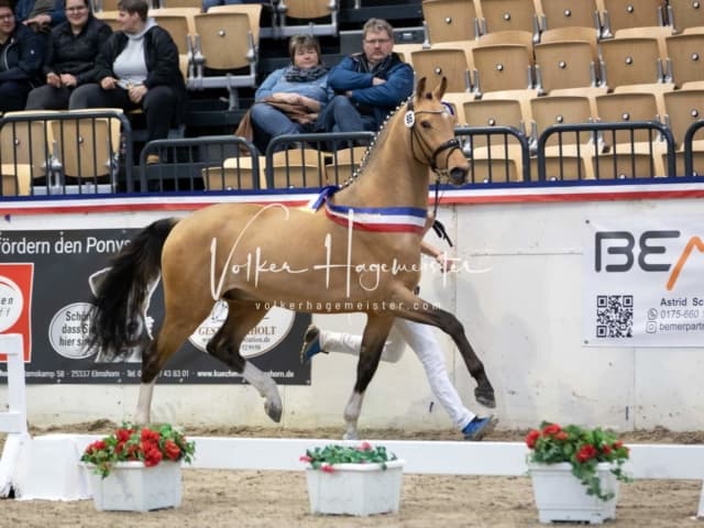 Impressionen Reitponys PSB Körung 18