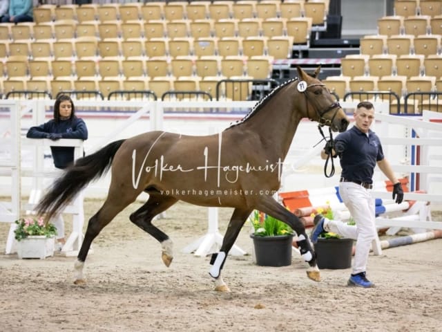 Impressionen Reitponys PSB Körung 26