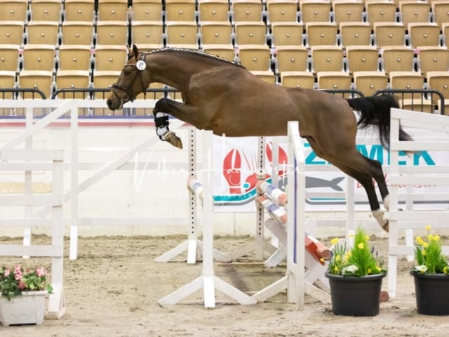 Impressionen Reitponys PSB Körung 27