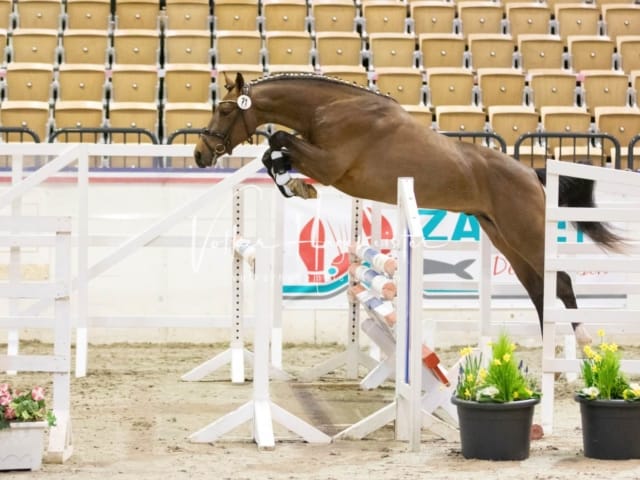 Impressionen Reitponys PSB Körung 28