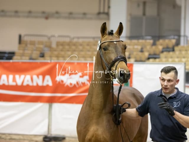 Impressionen Reitponys PSB Körung 29