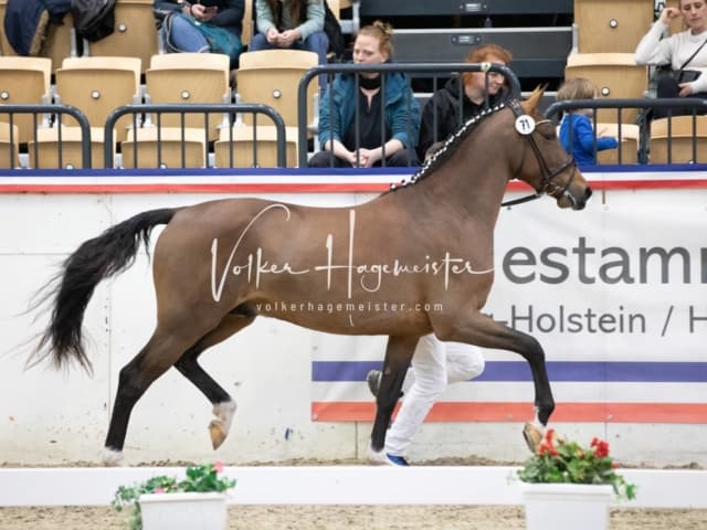 Impressionen Reitponys PSB Körung 1