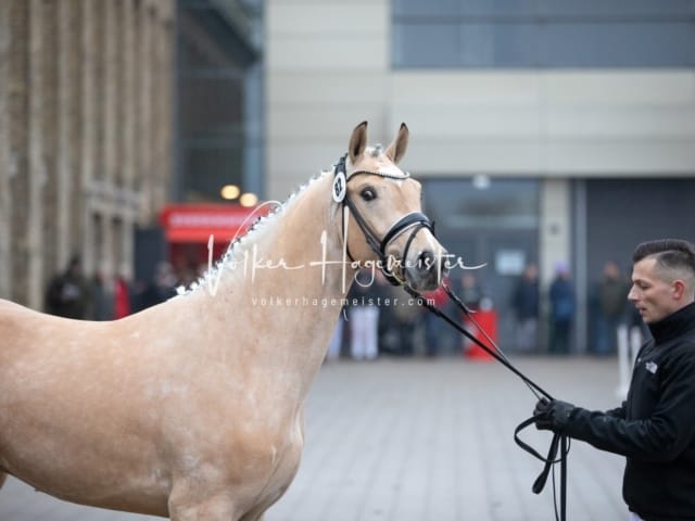 Hengste und Impressionen PSB Körung 19