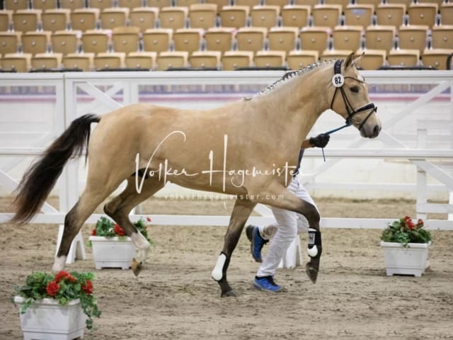 Impressionen Reitponys PSB Körung 2