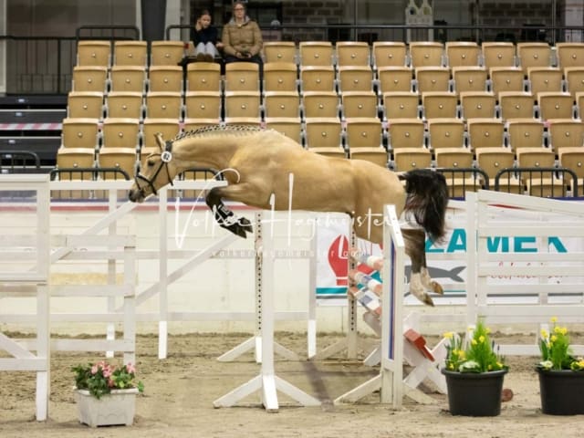 Impressionen Reitponys PSB Körung 3