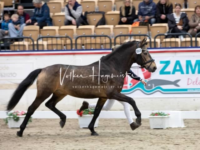 Hengste und Impressionen PSB Körung 20